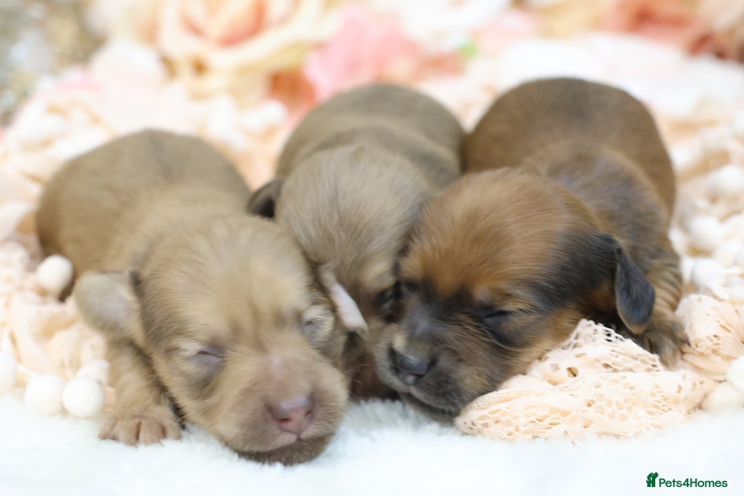 Miniature Dachshund dogs for sale: KC Miniature Dachshund Puppies - Advert 1