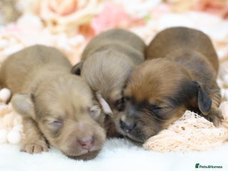 Miniature Dachshund dogs KC Miniature Dachshund Puppies - Advert 7