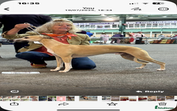 Whippet dogs for sale: Top quality pups due October - Image 14