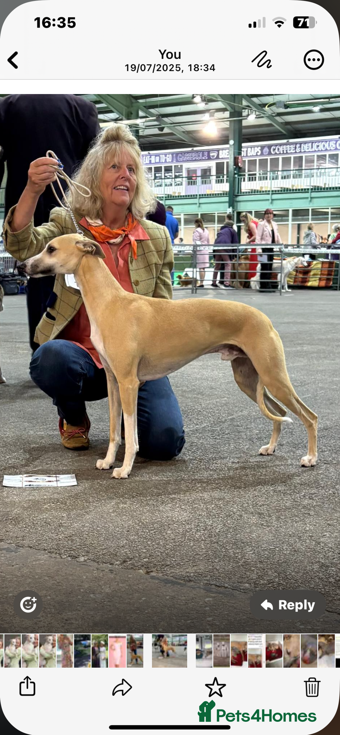 Whippet dogs for sale: Top quality pups due October - Image 14