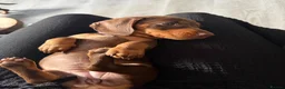 Miniature Dachshund dogs for sale: 3 Mini Daxi Puppies ready to leave - Advert 7