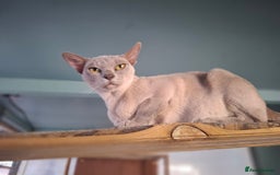 Burmese cats for sale: Beautiful Burmese  - Image 1