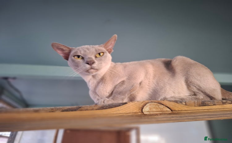Burmese cats - Advert 2