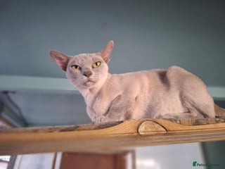 Burmese cats - Advert 3