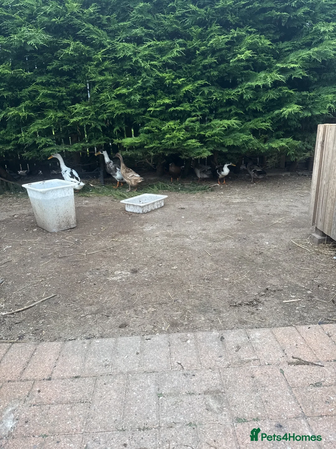 Ducks poultry for sale: Indian runners in Bishop Auckland - Advert 2