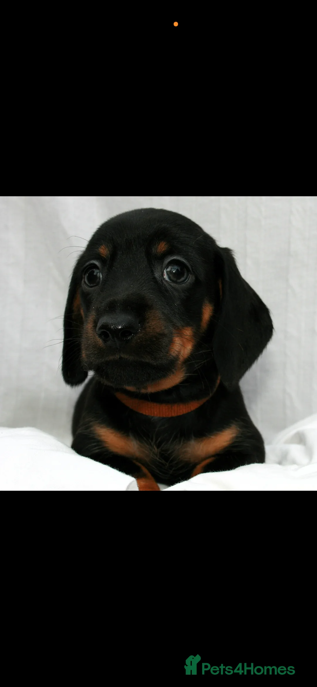 Dachshund dogs for sale: Beautiful Mini/Standard Dachshund Puppies – Ready  - Advert 4