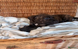 Mixed Breed dogs for sale: Came Corso X Puppies - Image 22