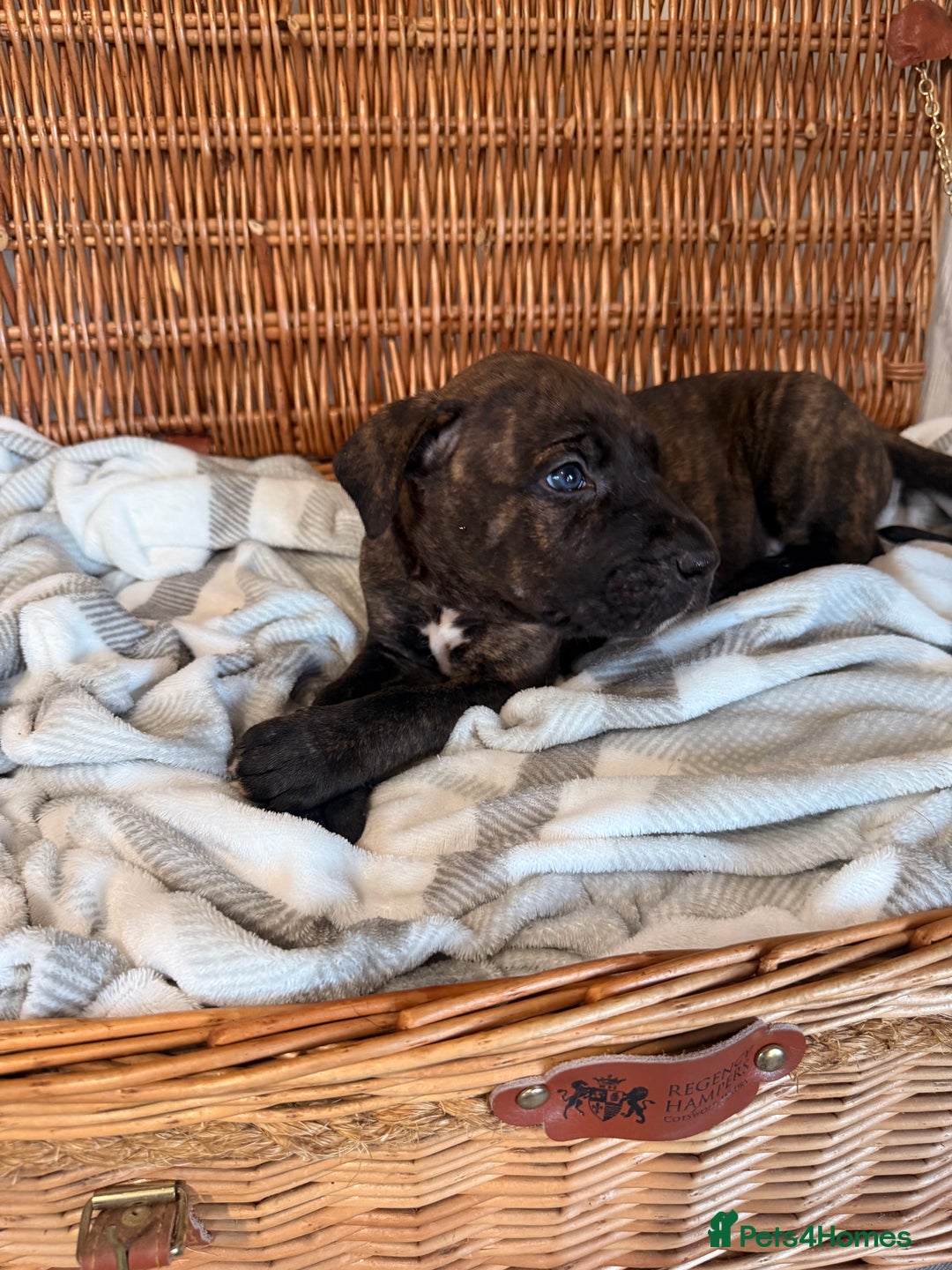 Mixed Breed dogs for sale: Came Corso X Puppies - Image 22