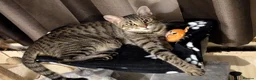Bengal cats for sale: Adorable friendly Bengal kittens ready now!! - Advert 15