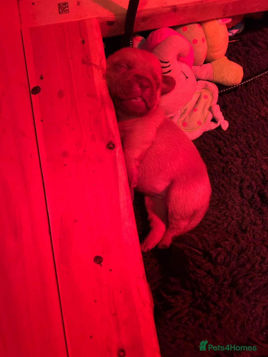 Dogue De Bordeaux dogs for sale: Dogue De Bordauex Puppies for sale - Image 15