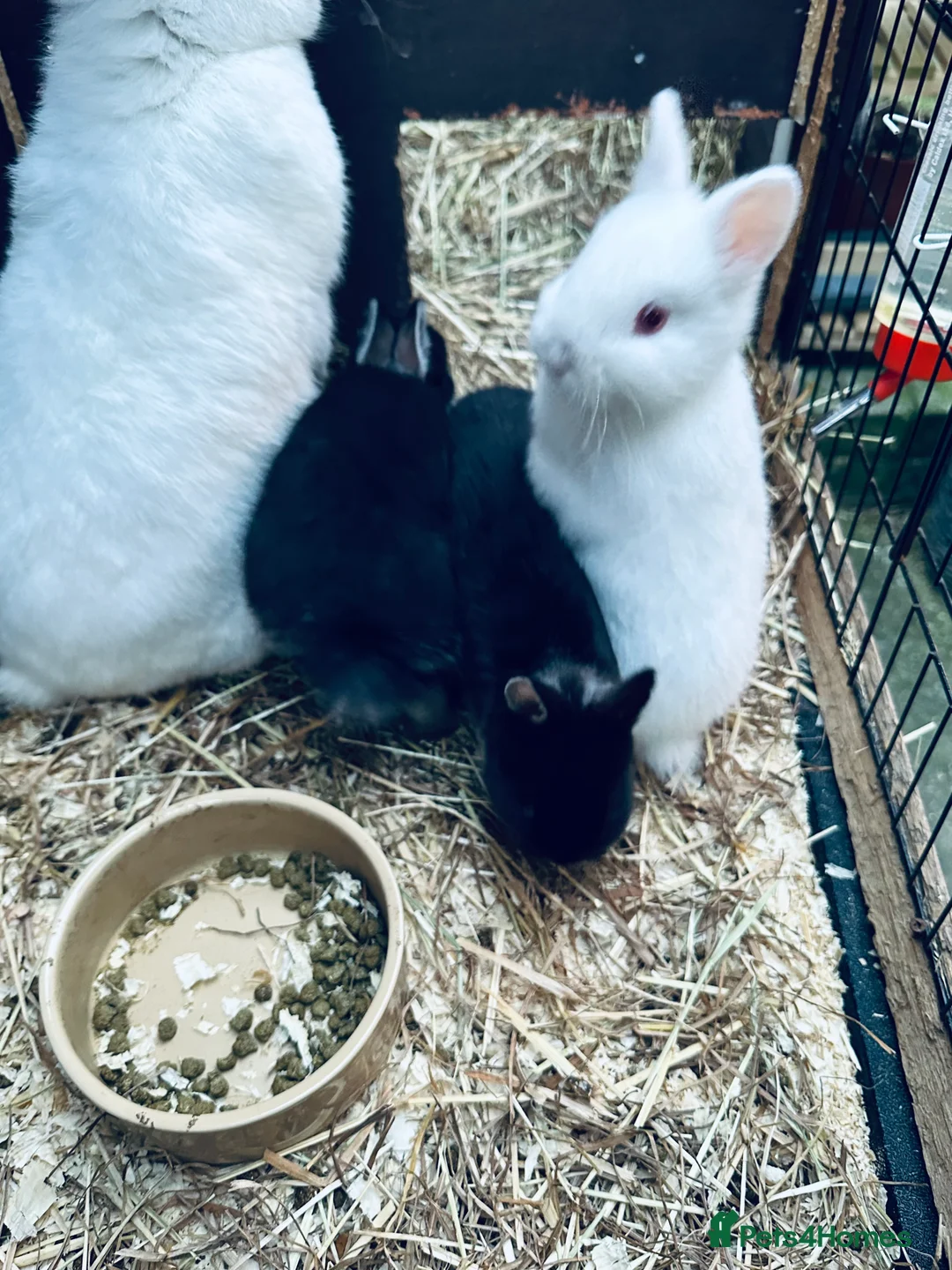 Netherland Dwarf rabbits for sale: Baby Netherland  - Advert 2