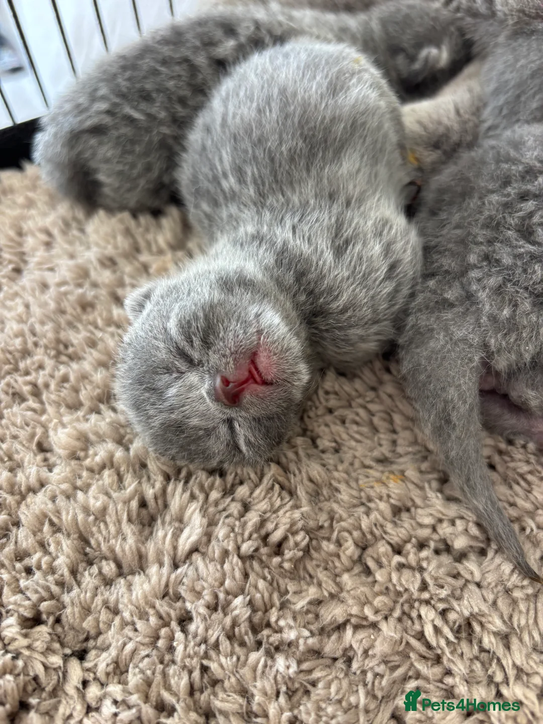 British Shorthair cats for sale: NEW BABIES ARRIVED GCCF British Shorthair Kittens in Tunbridge Wells - Advert 7