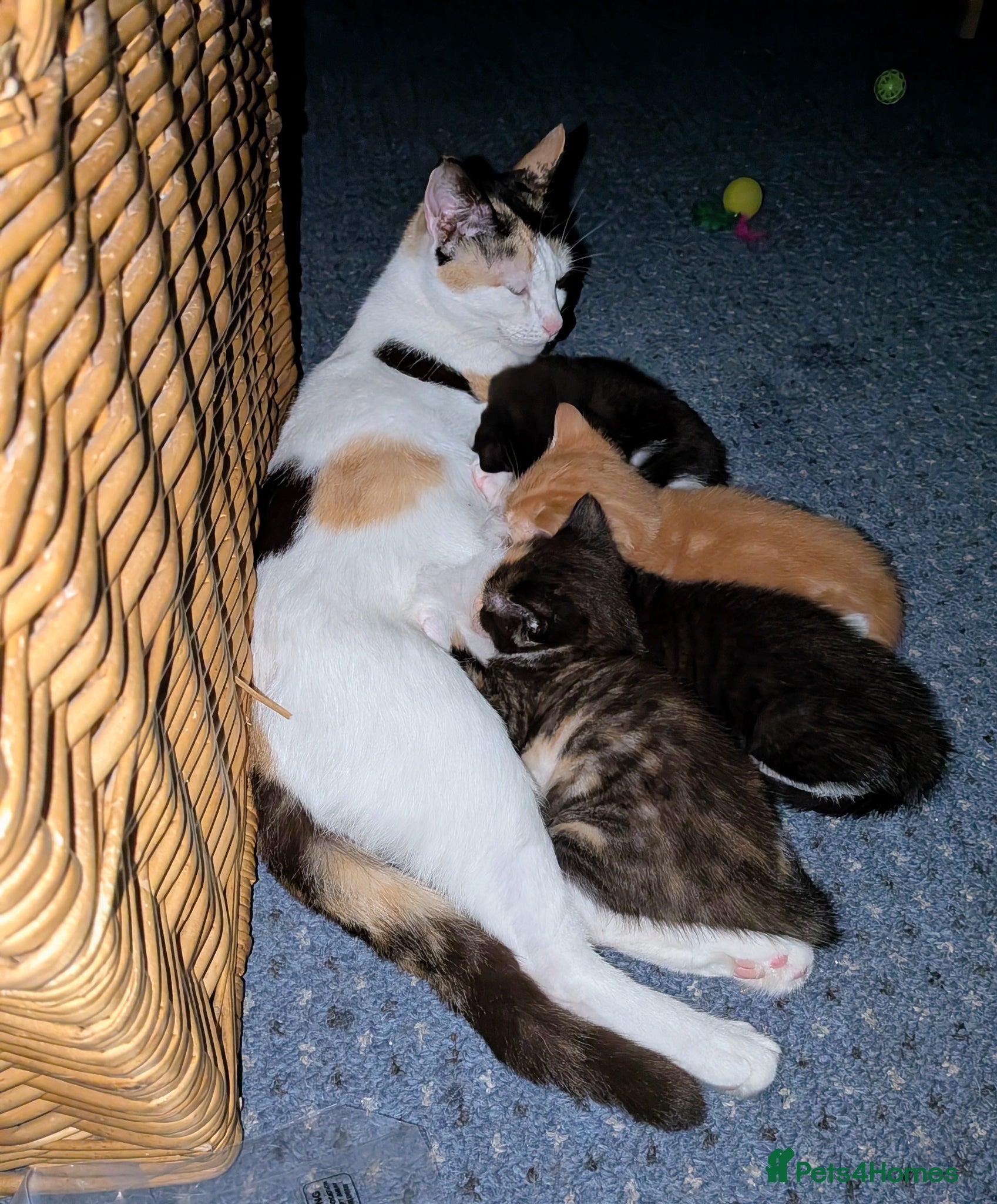 Mixed Breed cats Beautiful domestic x ragdoll kittens  - Advert 16