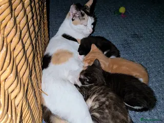 Mixed Breed cats Beautiful domestic x ragdoll kittens - Advert 16