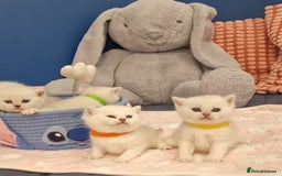 British Shorthair cats for sale: British Shorthair Silver Chinchilla  - Image 23