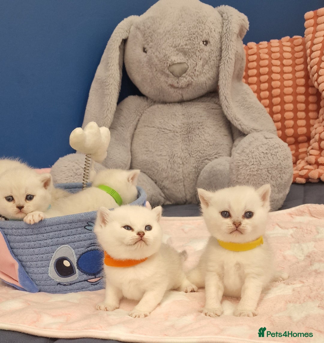 British Shorthair cats for sale: British Shorthair Silver Chinchilla  - Image 23