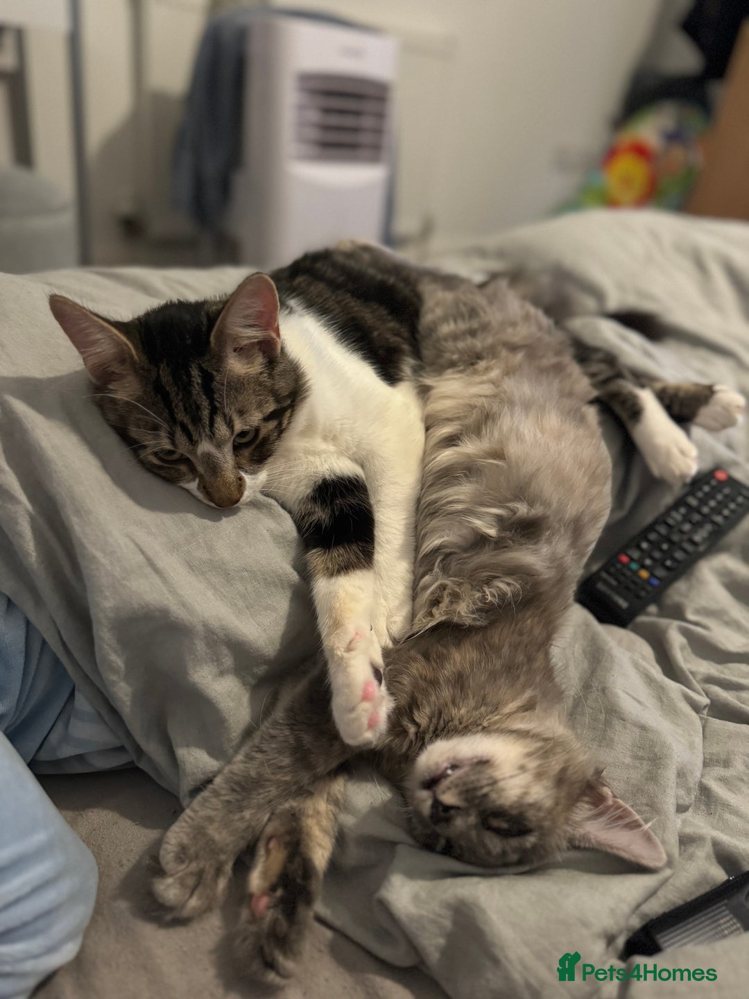 Mixed Breed cats for sale: Free rehoming  - Advert 2