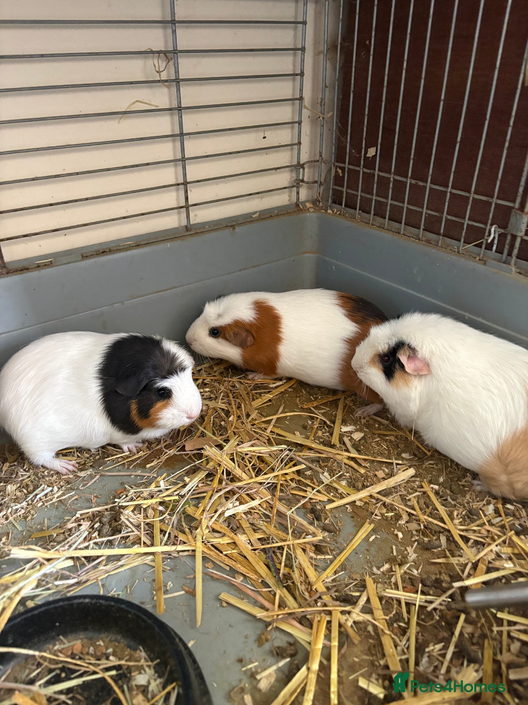 Guinea Pig rodents for sale: Male and female guinea pigs for sale  - Image 4