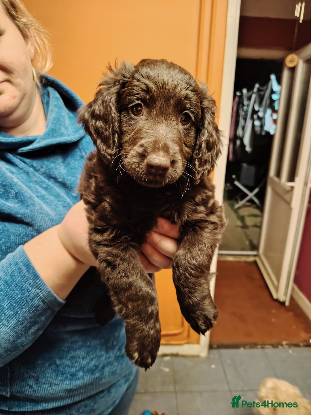 Cockapoo dogs for sale: Cockapoo puppies f2 ready now  - Advert 13