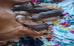 Cocker Spaniel dogs for sale: Stunning cocker spaniels for sale - Image 9