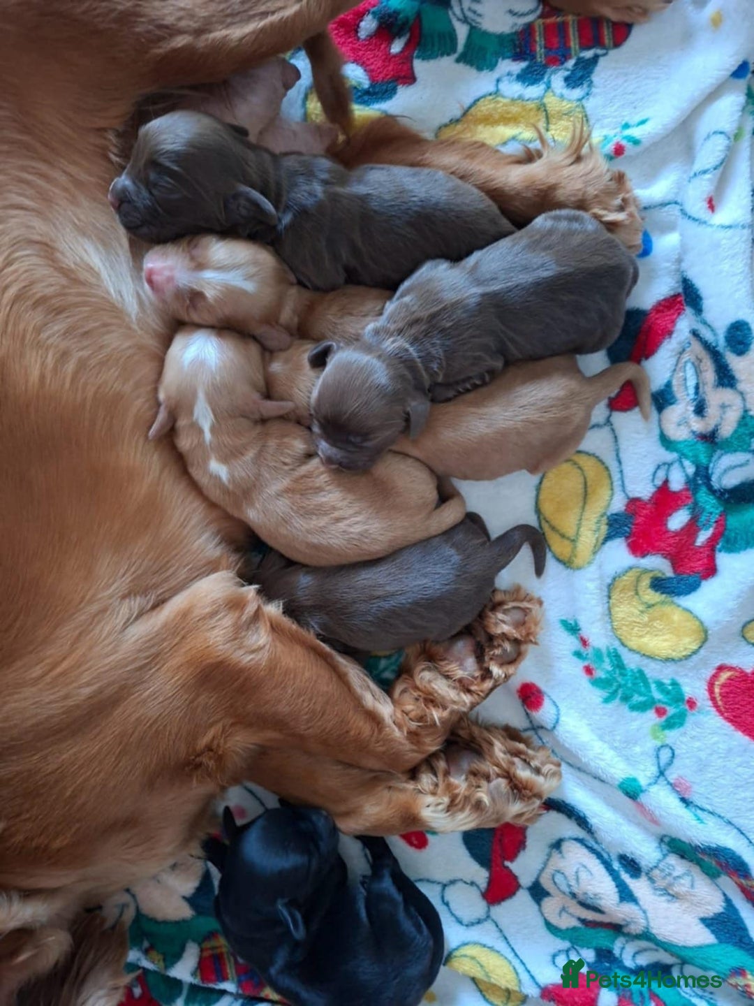 Cocker Spaniel dogs for sale: Stunning cocker spaniels for sale - Image 9