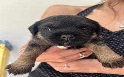 Border Terrier dogs for sale: Border Terrier pups - Blue & Tan - Image 6