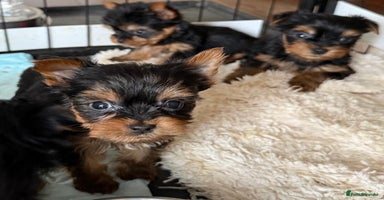 Yorkshire Terrier dogs - Advert 4