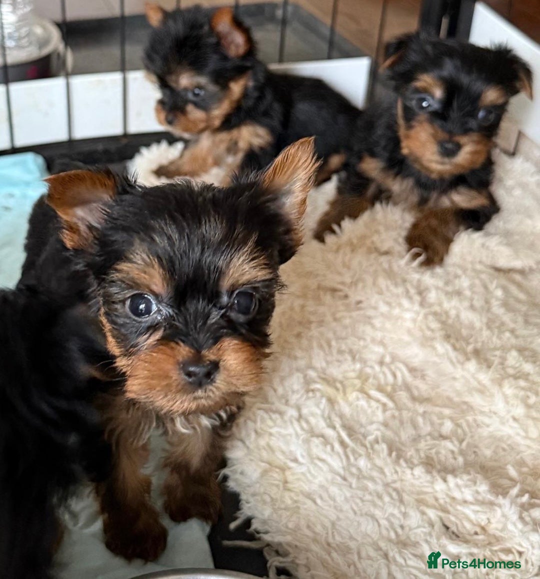 Yorkshire Terrier dogs for sale: Beautiful Yorkshire terrier puppies  - Image 3