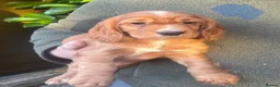Cocker Spaniel dogs for sale: Beautiful Cocker Spaniel Pups in Iver - Advert 8