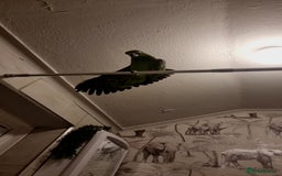 Parrots birds for sale: Amazon parrot for sale  - Image 5