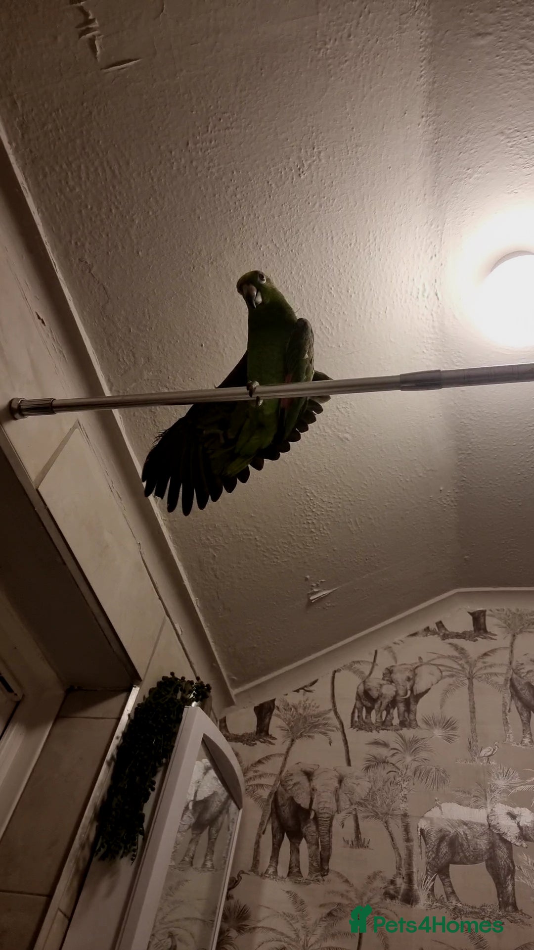 Parrots birds for sale: Amazon parrot for sale  - Image 5