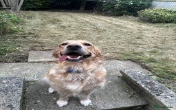 Mixed Breed dogs for sale: Golden Alaskan Chow Pup (inaccurate price) - Advert 3