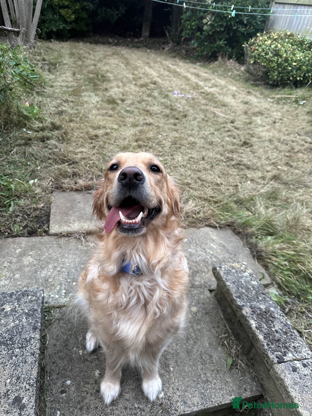 Mixed Breed dogs for sale: Golden Alaskan Chow Pup (inaccurate price) - Advert 3