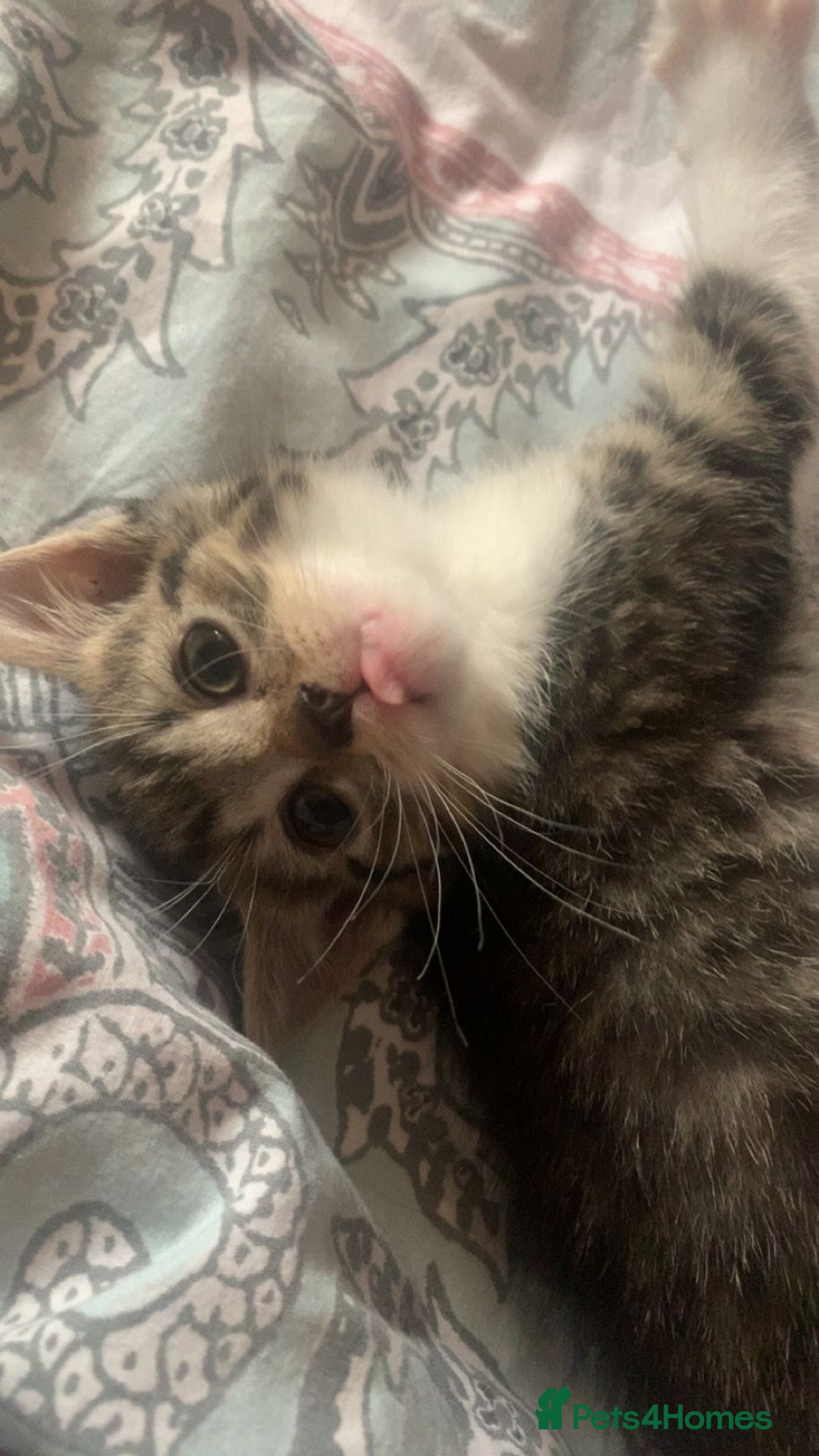 Mixed Breed cats for sale: Half Siberian Kittens ready now - Image 4