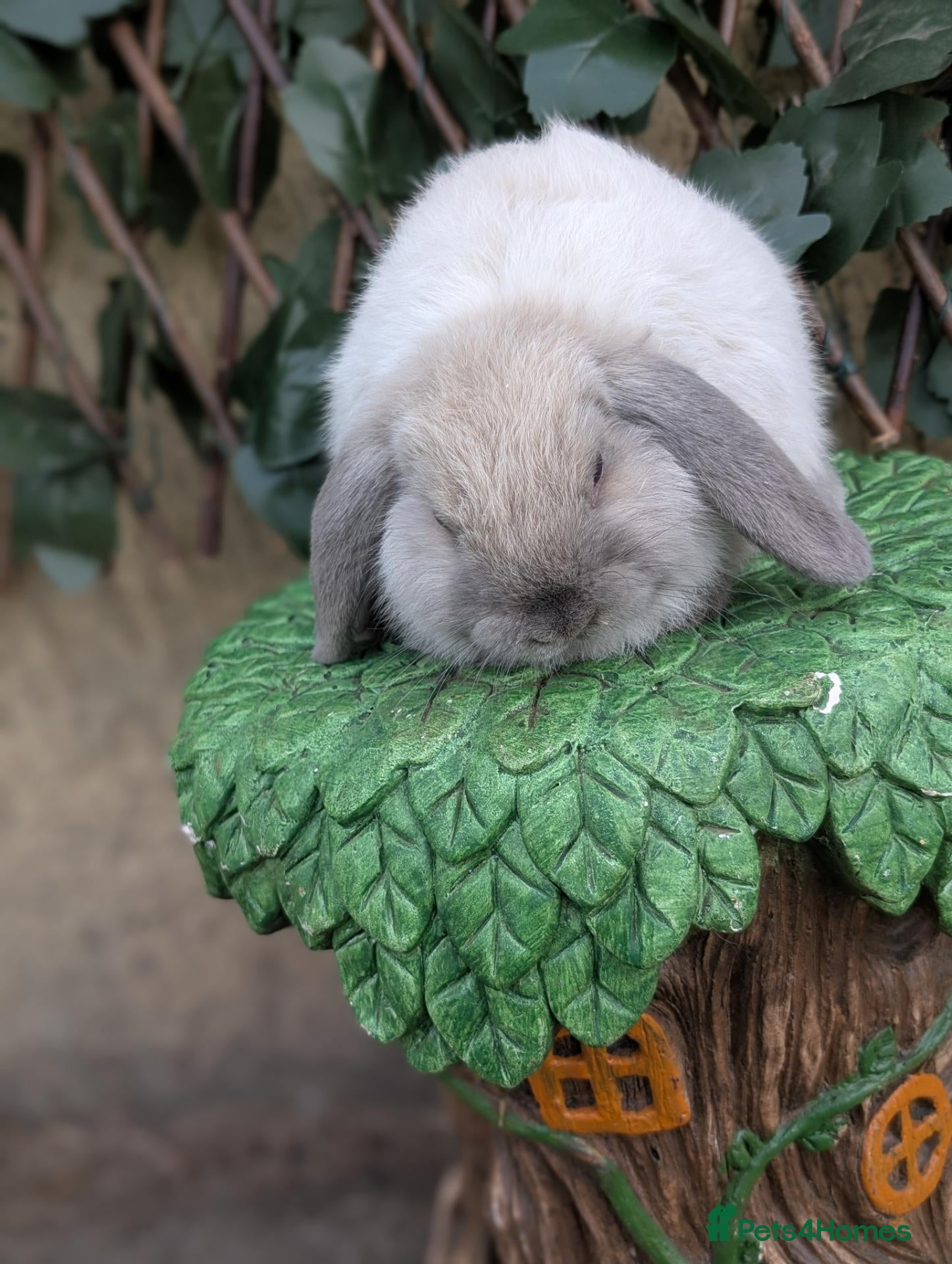 Mini Lop rabbits Pure bred mini lop bunnies - Advert 2