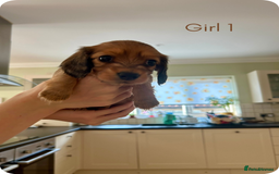 Miniature Dachshund dogs for sale: UPDATED PHOTOS - Long Haired Miniature Dachshunds  - Image 5