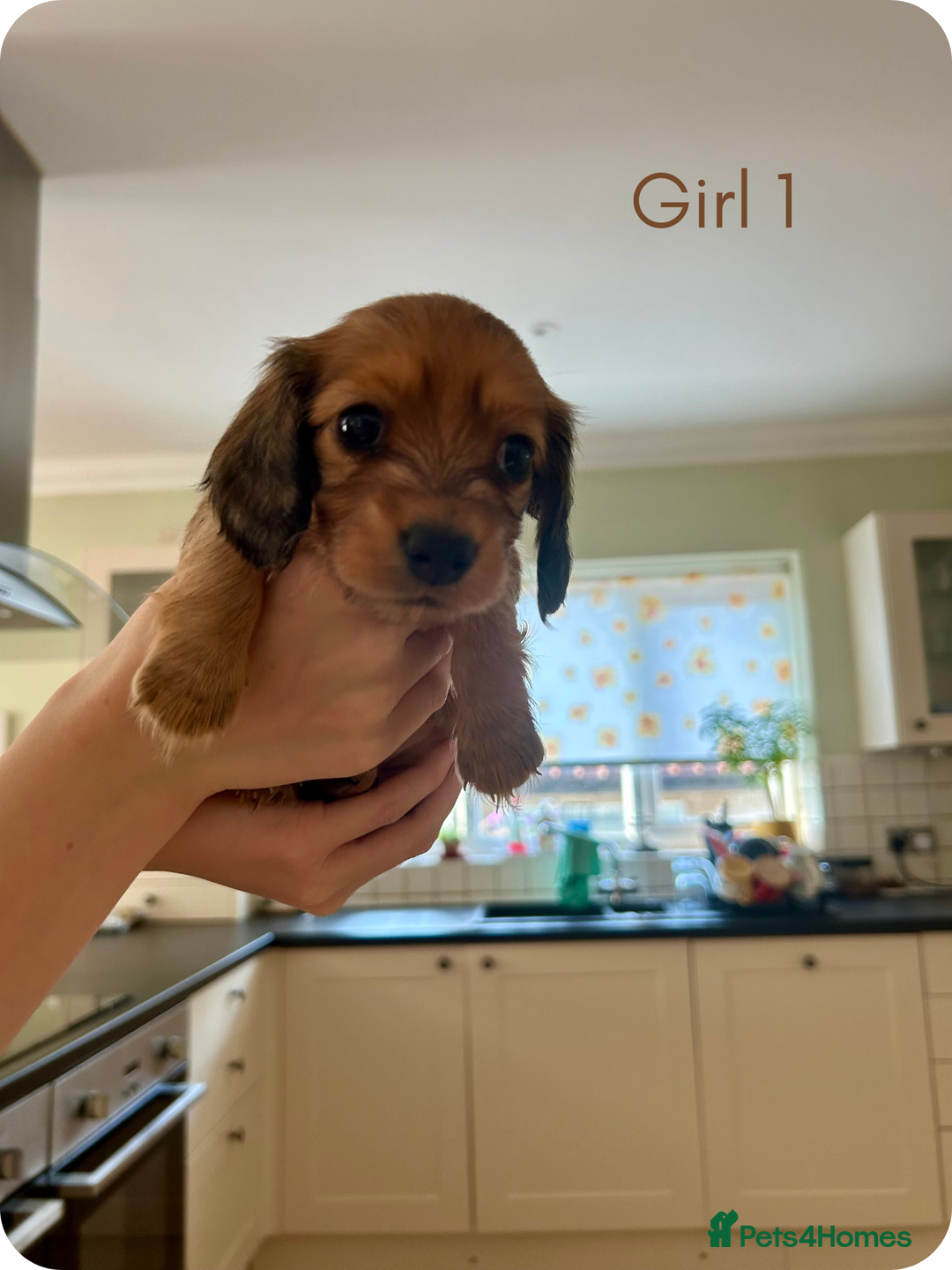 Miniature Dachshund dogs for sale: UPDATED PHOTOS - Long Haired Miniature Dachshunds  - Image 5