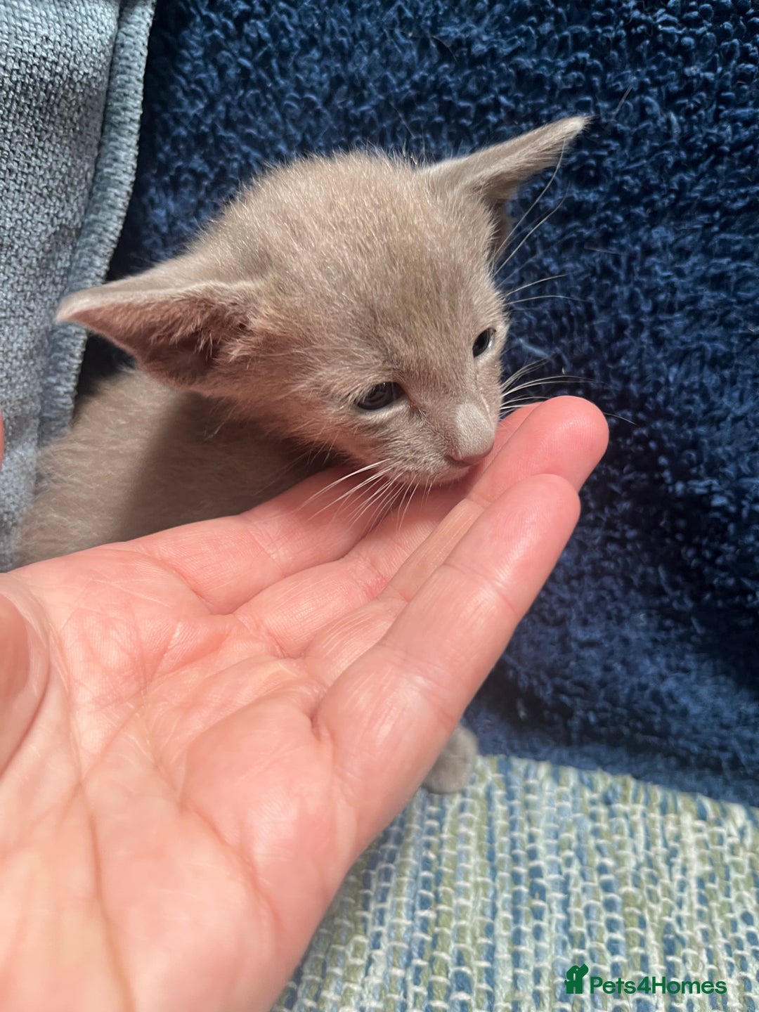 Oriental cats for sale: Oriental and Siamese kittens GCCF reg - Image 22