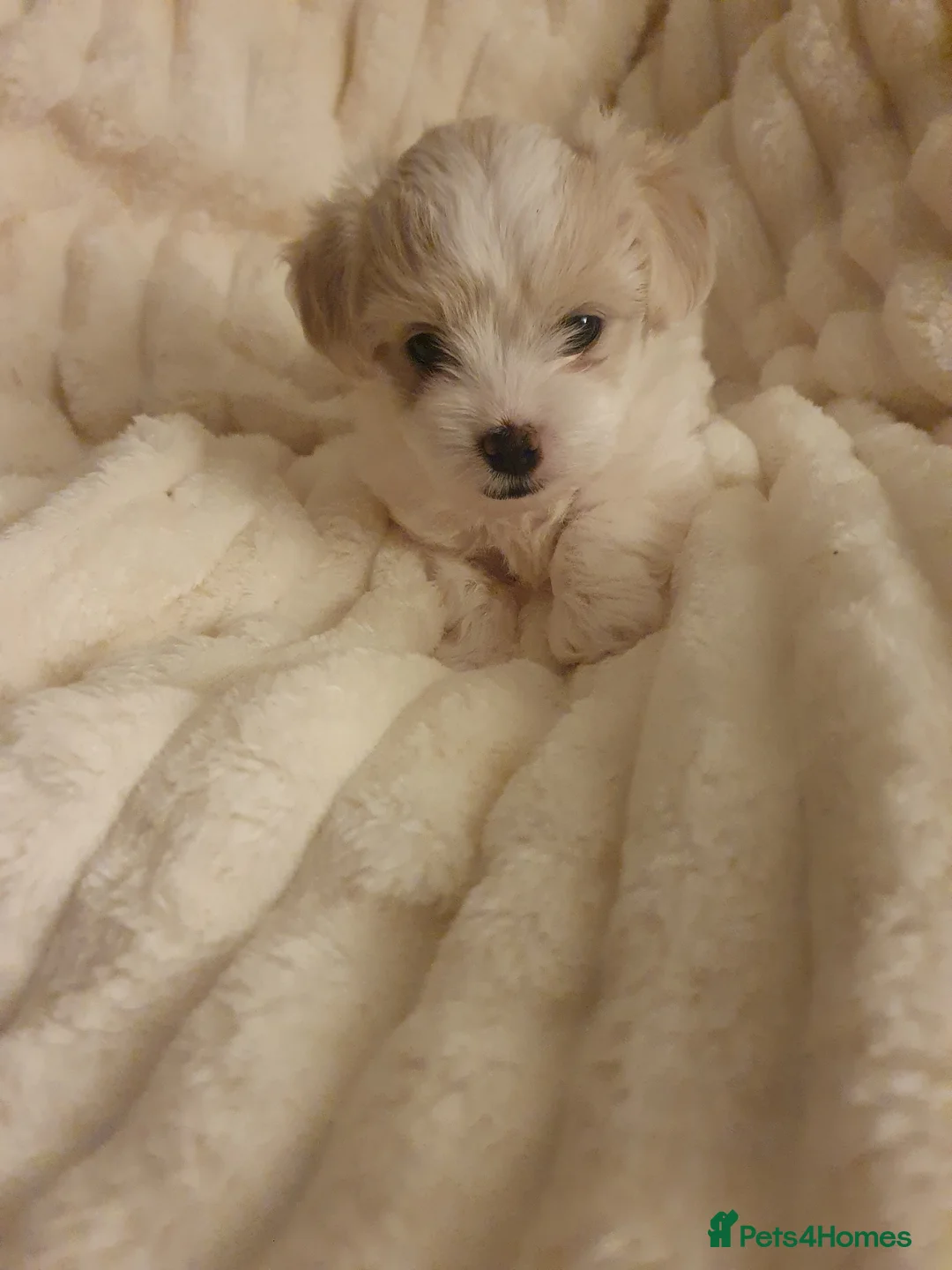 Maltese dogs for sale: Adorable Maltese Puppy Looking for a Forever Home. - Advert 11