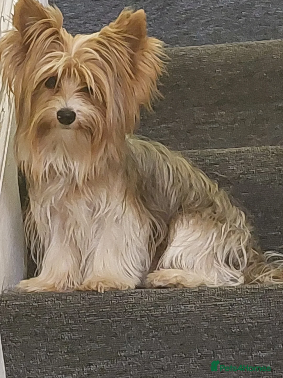 Yorkshire Terrier dogs for stud: beautiful blueberry yorkshire terrier in Eastleigh - Advert 3