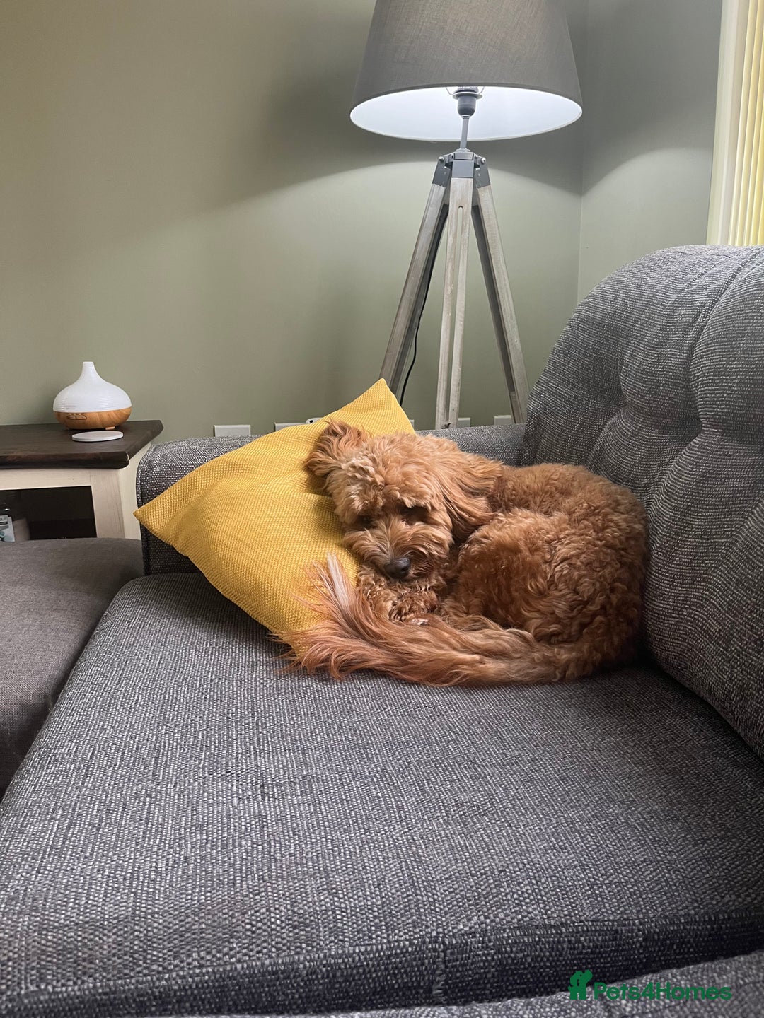 Cockapoo dogs for sale: 2 year old Cockapoo - Image 7