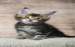 Maine Coon cats for sale: 🥇 5 Generation Pedigree - TICA registered  🌟 - Advert 19