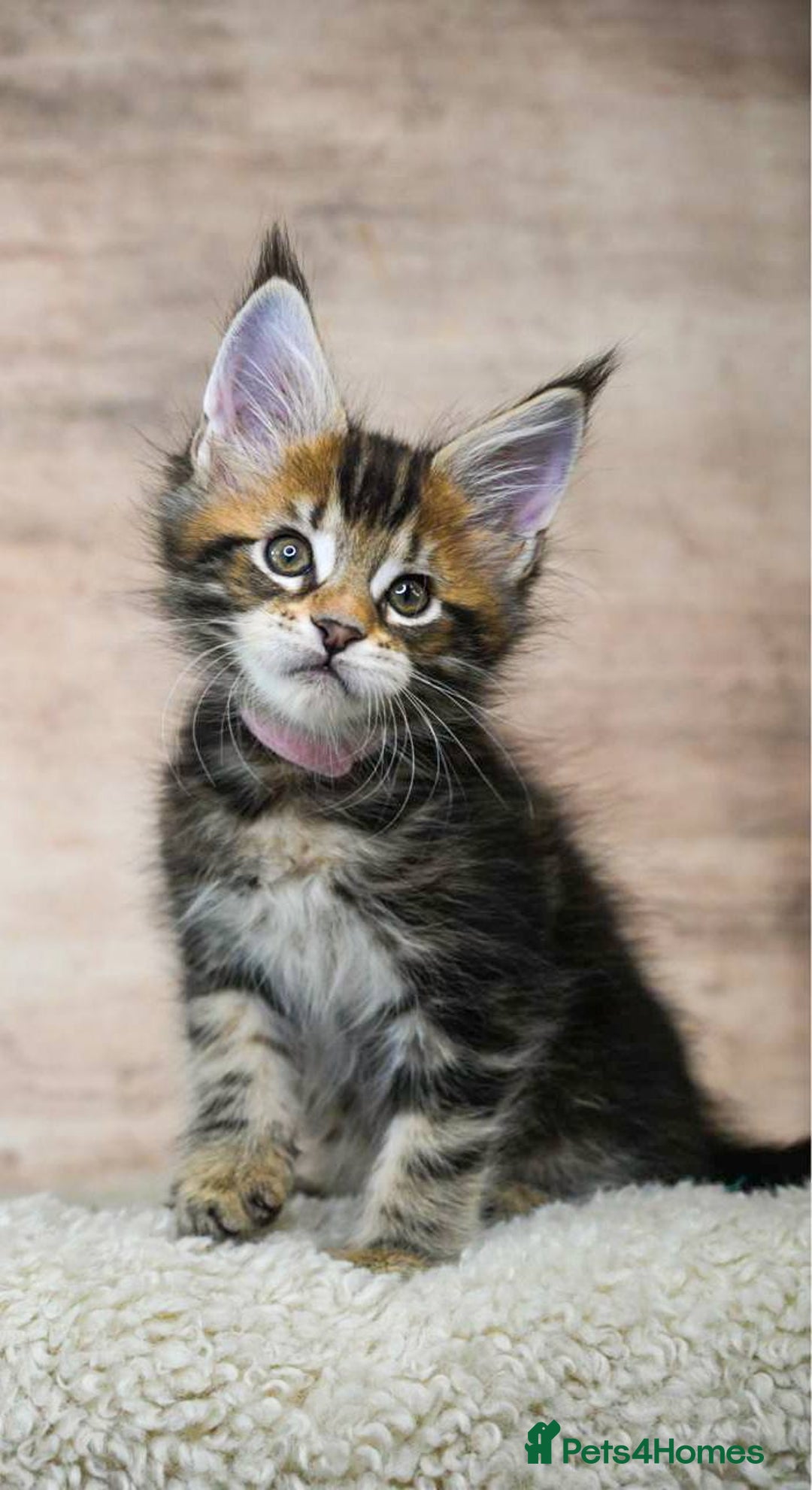 Maine Coon cats for sale: 🥇 5 Generation Pedigree - TICA registered  🌟 - Advert 19