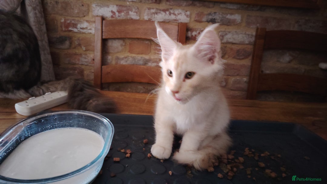 Maine Coon cats for sale: Home raised stunning Mainecoon boys. - Image 20