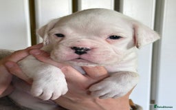 Boxer dogs for sale: Top Quality Boxer Puppies - Image 8