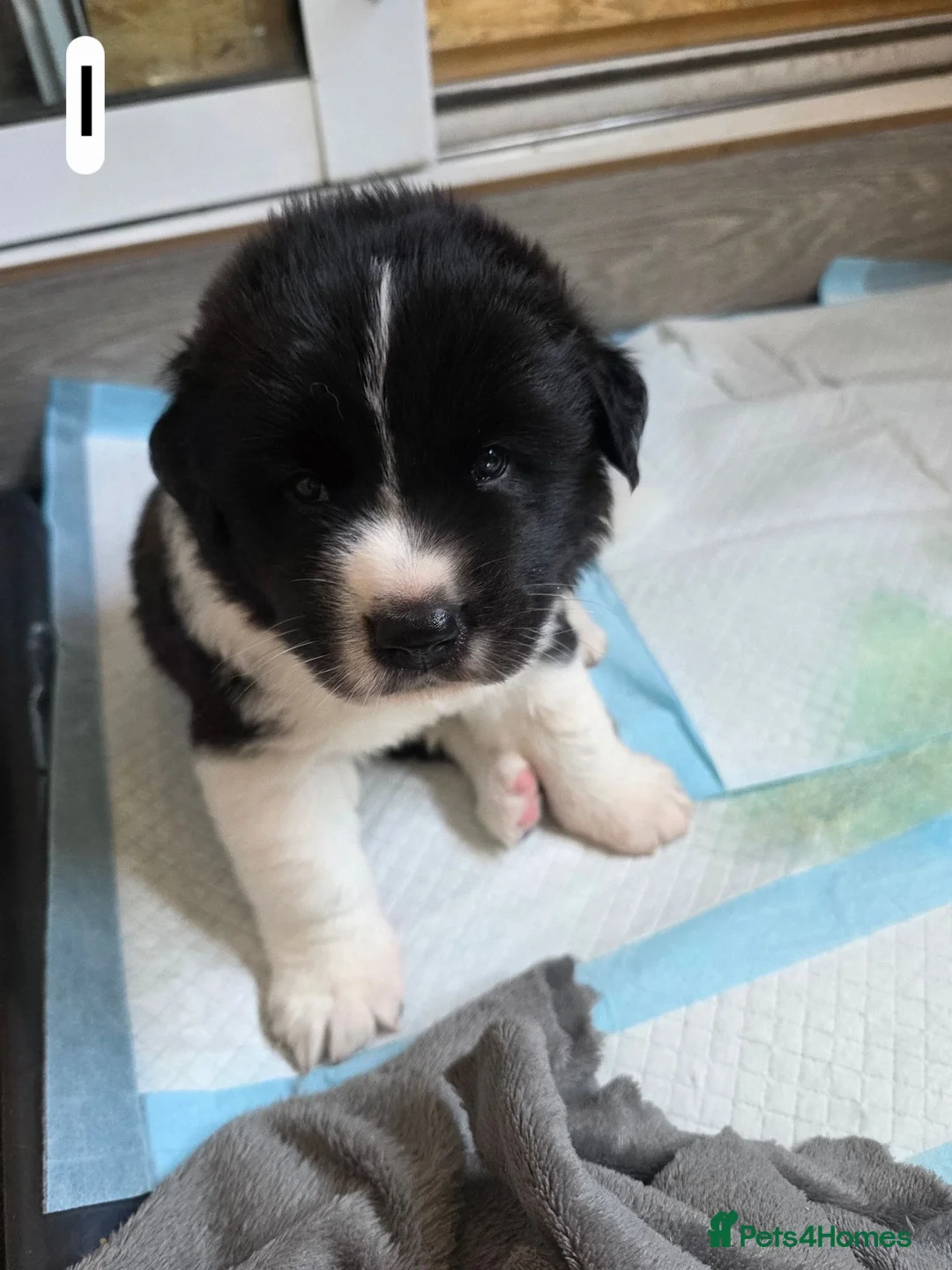 Mixed Breed dogs for sale: 4 beautiful saint burnard x akita puppies  - Advert 25