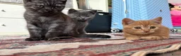 British Shorthair cats for sale: British shorthair kittens  - Advert 13
