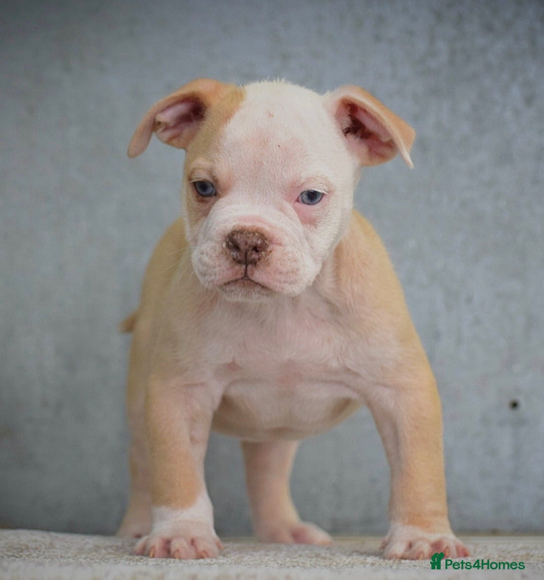 Olde English Bulldogge dogs 24 years 5⭐️Licensed & Registered, uk No 1  - Advert 19