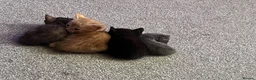 Ragdoll cats for sale: Ragdoll x tortoise shell - Advert 16
