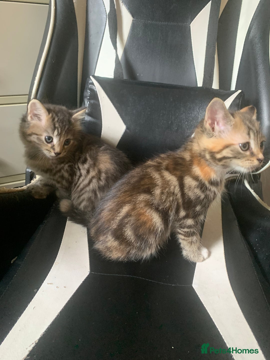 Mixed Breed cats for sale: Two gorgeous kittens for sale. - Image 13